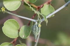 Kedrostis foetidissima